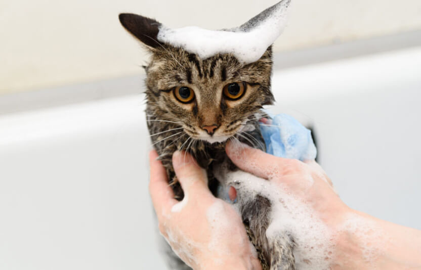 кошку купают в ванной лечебным шампунем